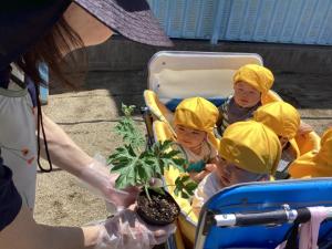 苗植え りす組