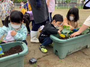 野菜の苗を植えているところ